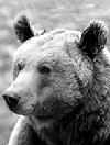 B&auml;r
